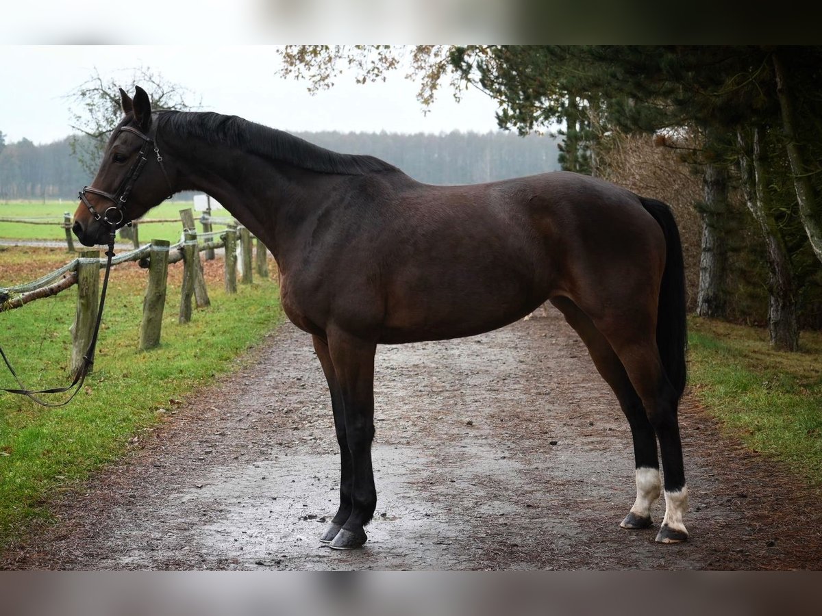 Polish Halfbred Mare 7 years 16,1 hh Bay-Dark in Chojnów