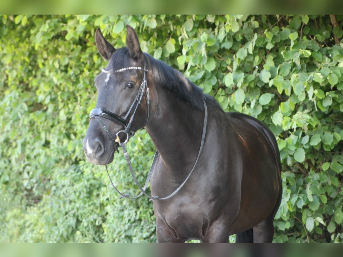 Polish Halfbred Mare 7 years 16,3 hh Black in Pöttmes