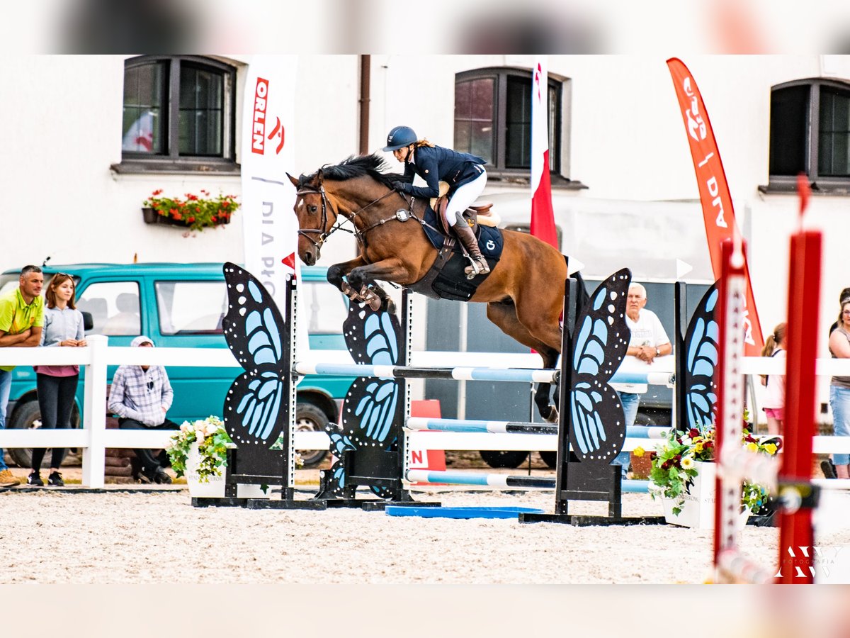 Polish Halfbred Mare 7 years 16,2 hh Bay-Dark in Grab&#xF3;w Nad Pilic&#x105;