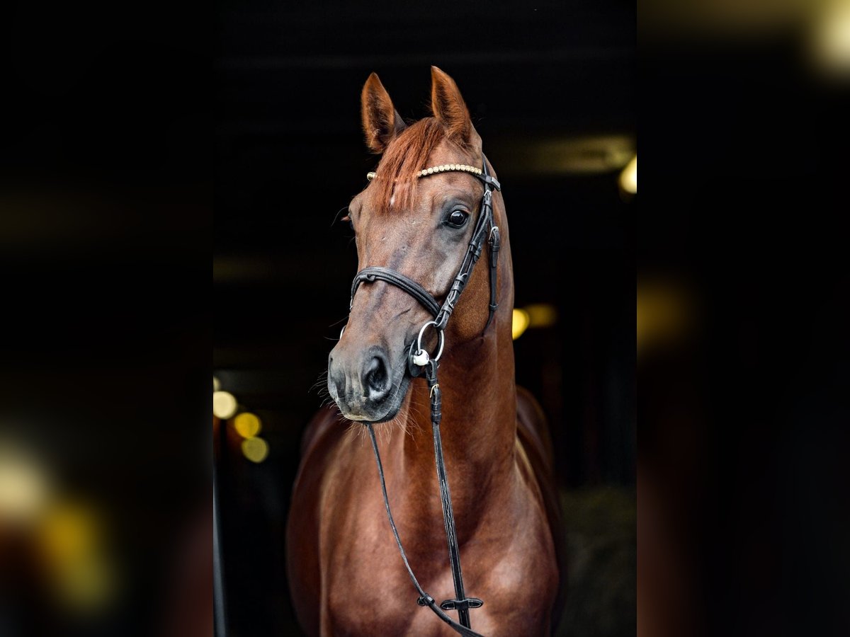 Polish Halfbred Mare 7 years Chestnut-Red in Rzeszów