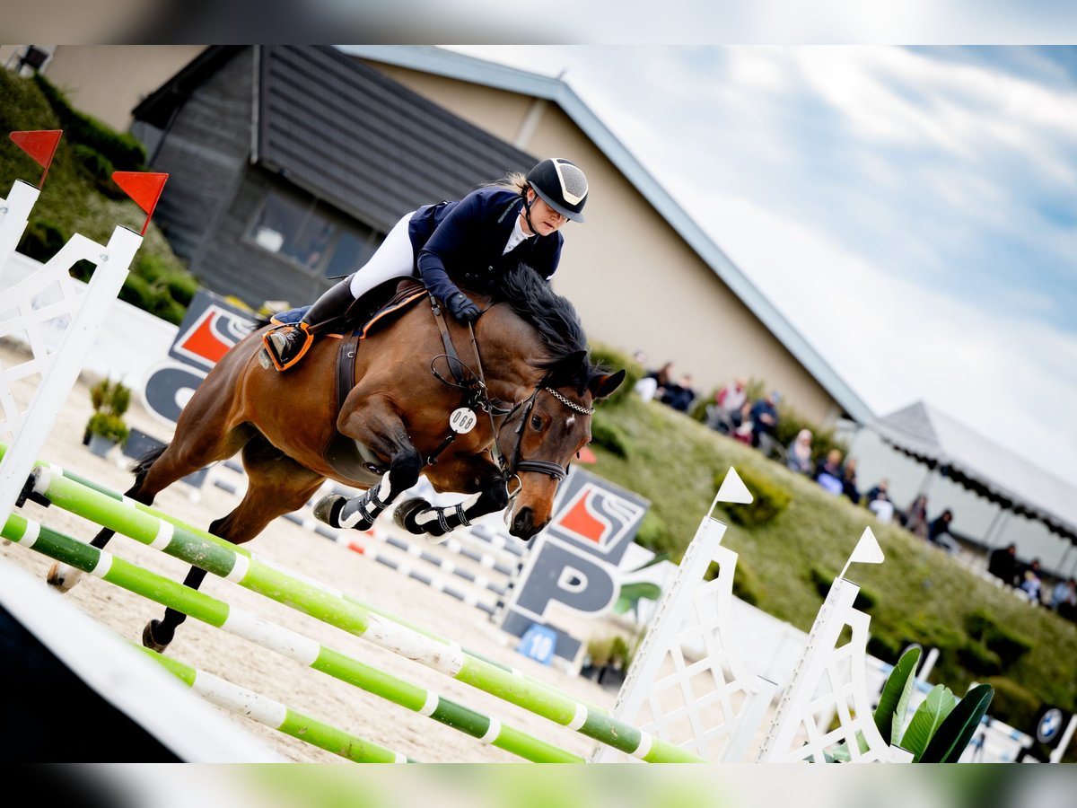 Polish Halfbred Mare 8 years 15,2 hh Bay in Krasiej&#xF3;wGrodziec