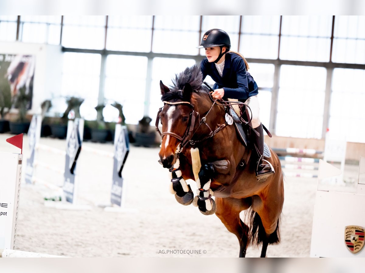 Polish Halfbred Mare 8 years 16,1 hh Brown in Wilcze Tułowskie