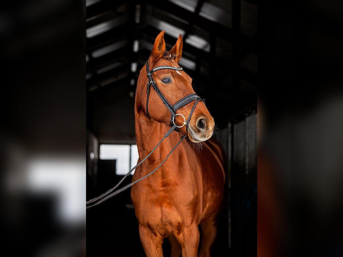 Polish Halfbred Mare 8 years 16,1 hh Chestnut-Red in Skrzatusz