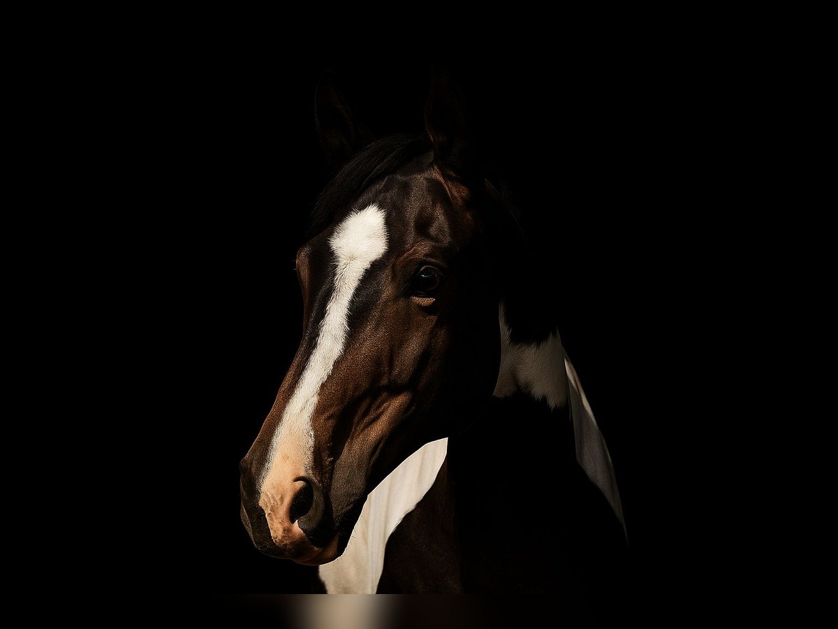 Polish Halfbred Mare 8 years 16,1 hh Pinto in Bia&#x142;a Podlaska