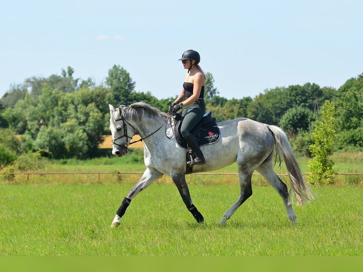 Polish Halfbred Mare 8 years 16,2 hh Gray in Iwno