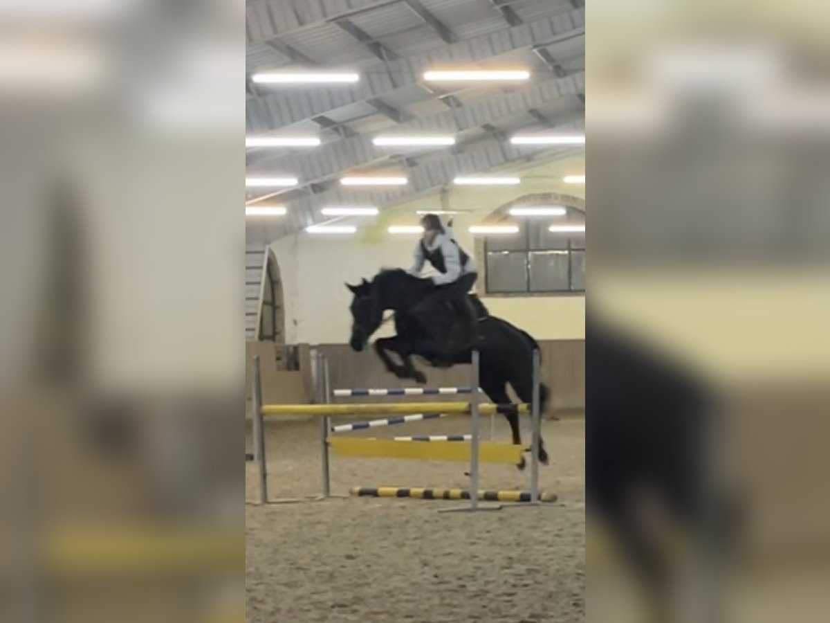 Polish Halfbred Mare 9 years 15,2 hh Black in Słubice