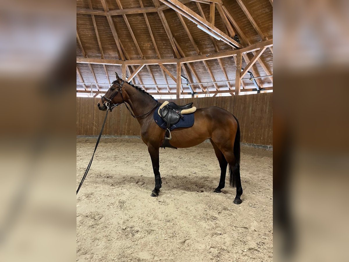 Polish Halfbred Mare 9 years 16 hh Bay in Brzezinka