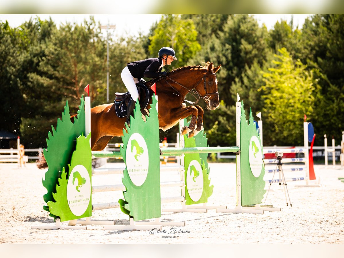 Polish Halfbred Mare 9 years 16,1 hh Chestnut-Red in Wolomin