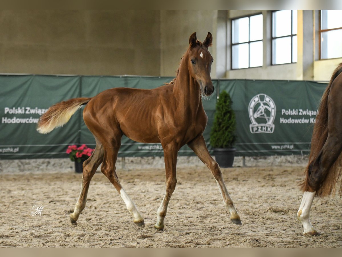 Polish Halfbred Mare Foal (05/2024) 16,2 hh Chestnut-Red in Warszowice