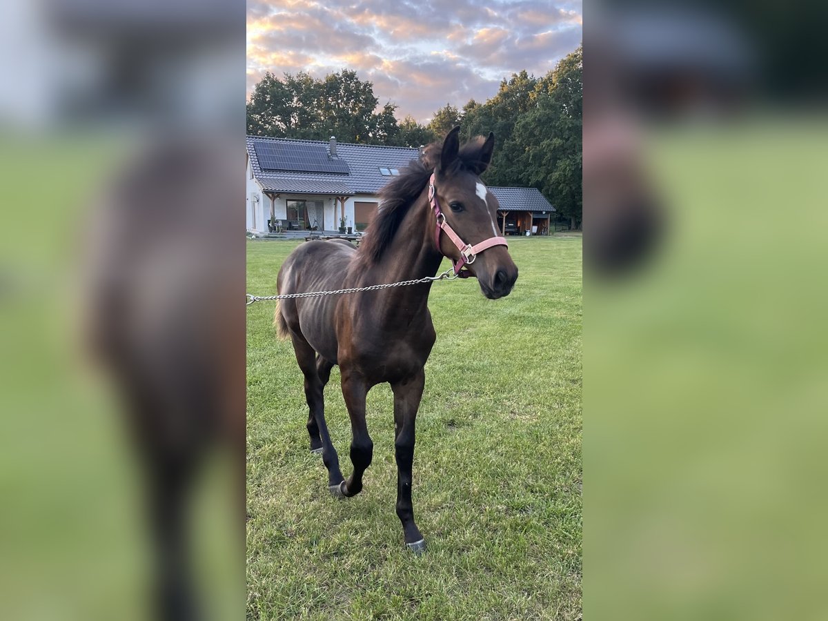 Polish Halfbred Mare Foal (03/2025) 16 hh Bay-Dark in &#x15A;widnica Lubuskie