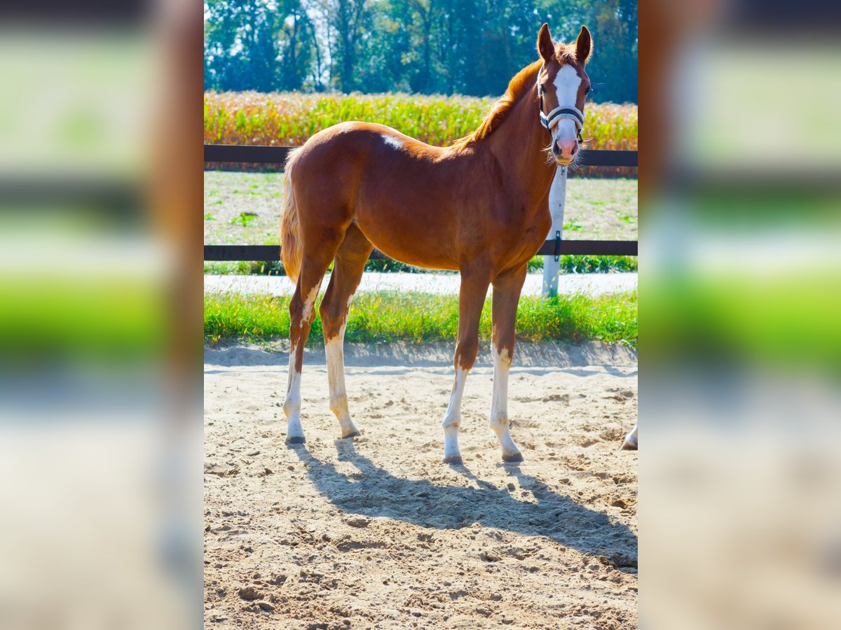 Polish Halfbred Mare Foal (04/2024) Chestnut-Red in Płock