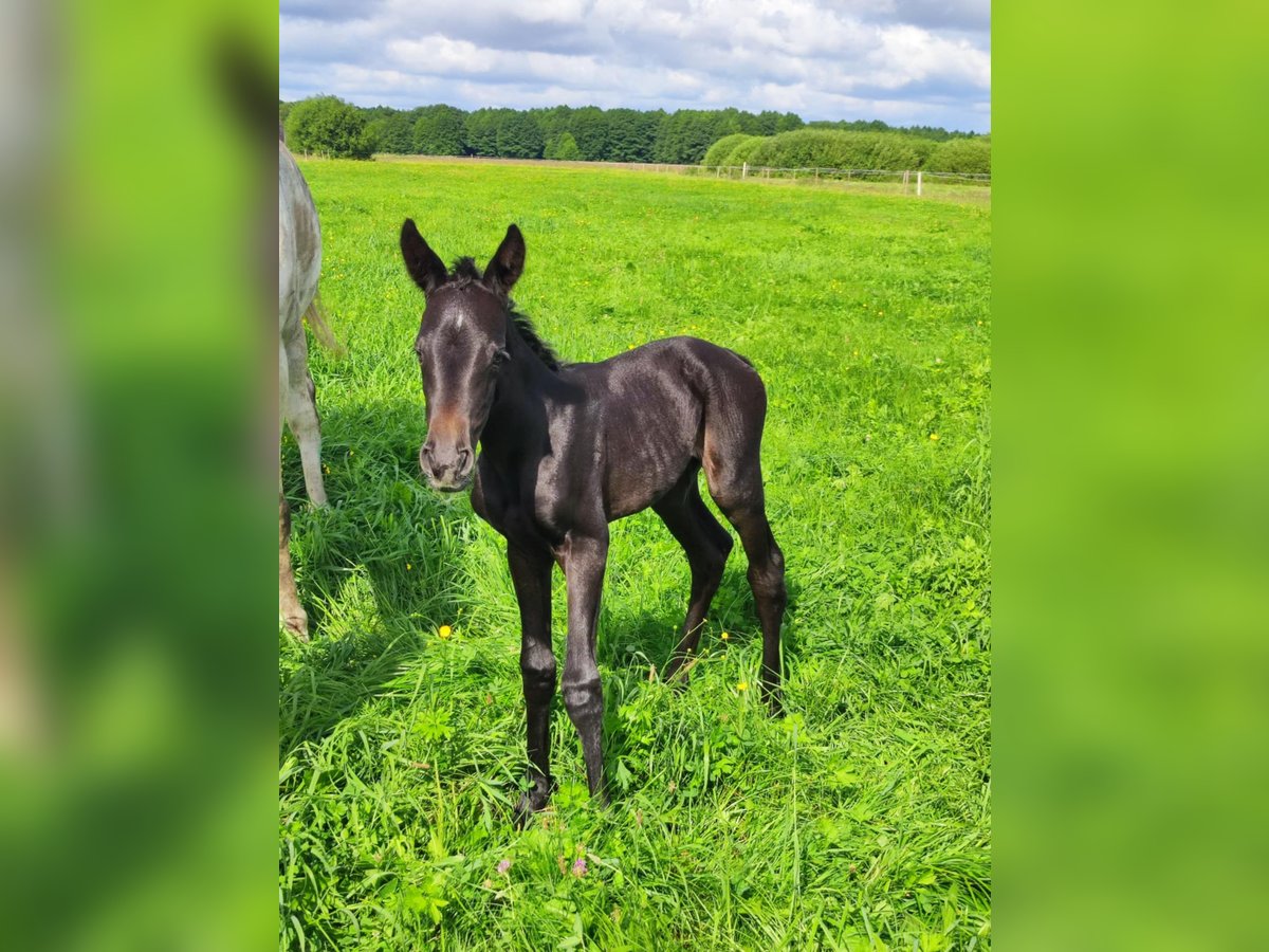 Polish Halfbred Mare Foal (07/2025) in Romanowo G&#xF3;rne