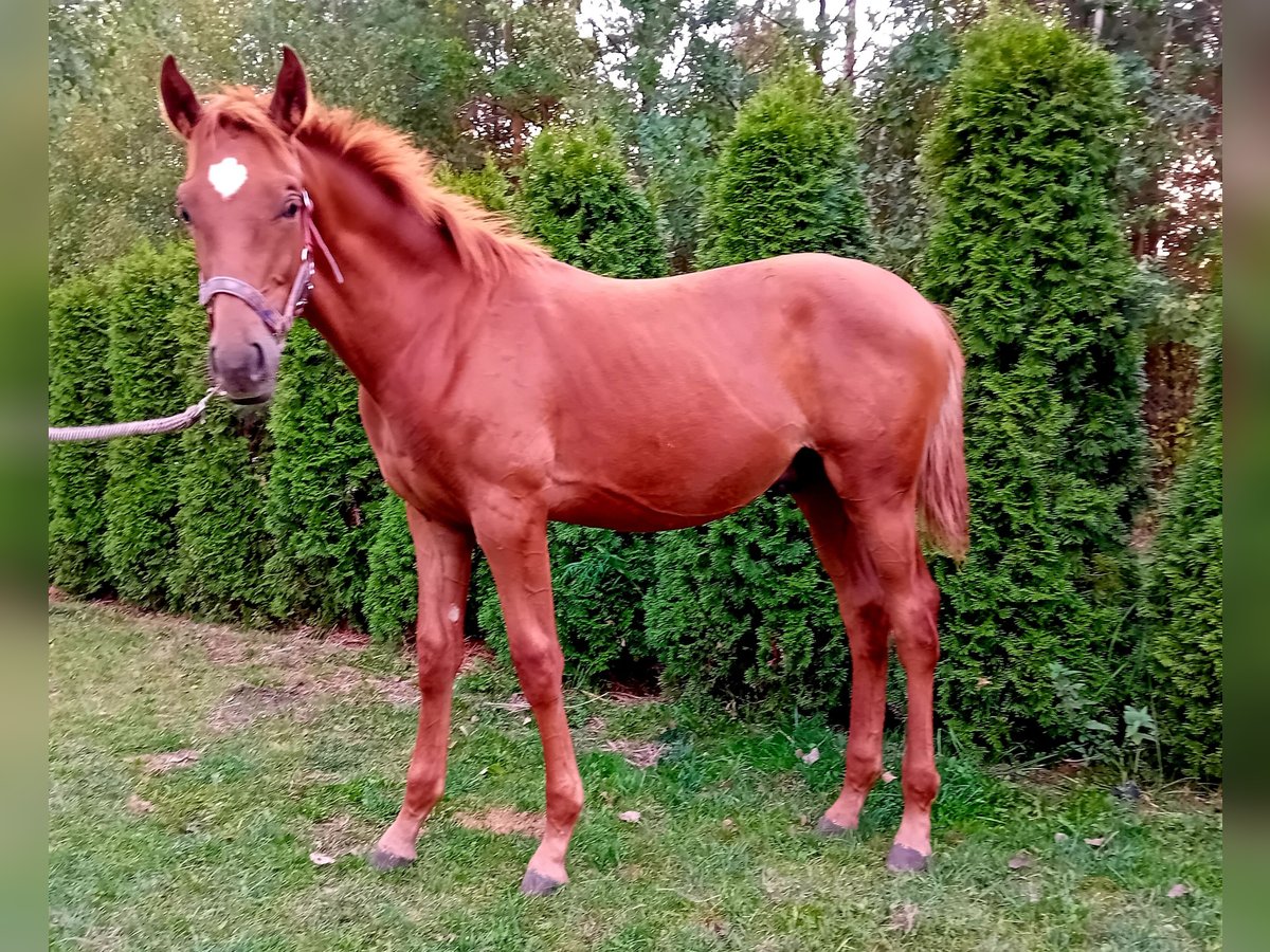 Polish Halfbred Stallion 1 year 16,2 hh Chestnut-Red in Zalesie Górne