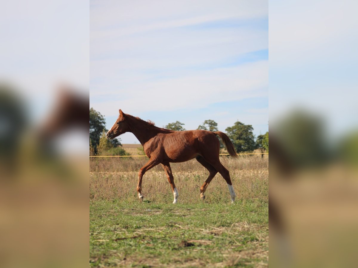 Polish Halfbred Stallion 1 year 16 hh Chestnut-Red in Pakość