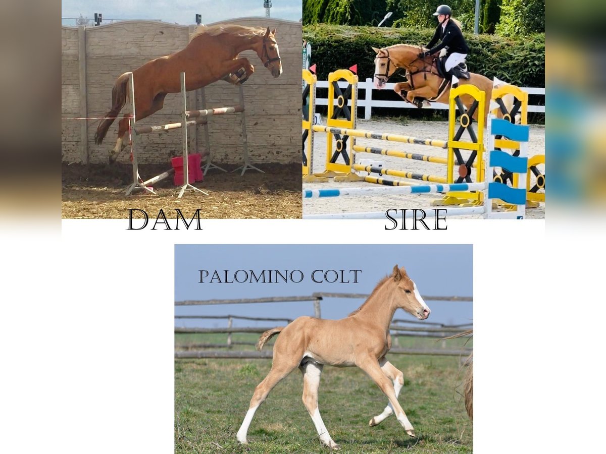 Polish Halfbred Stallion 1 year 16,1 hh Palomino in Piecowice