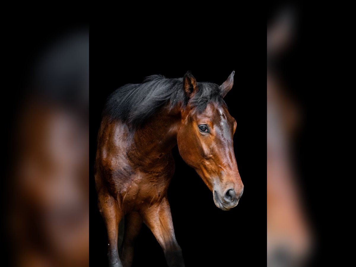 Polish Halfbred Stallion 1 year 17,1 hh Bay-Dark in Katowice