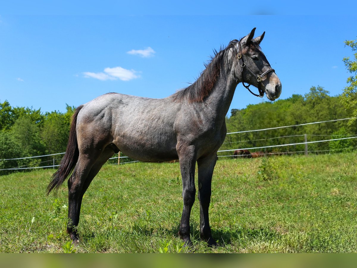 Polish Halfbred Stallion 1 year Gray in Dąbrowa