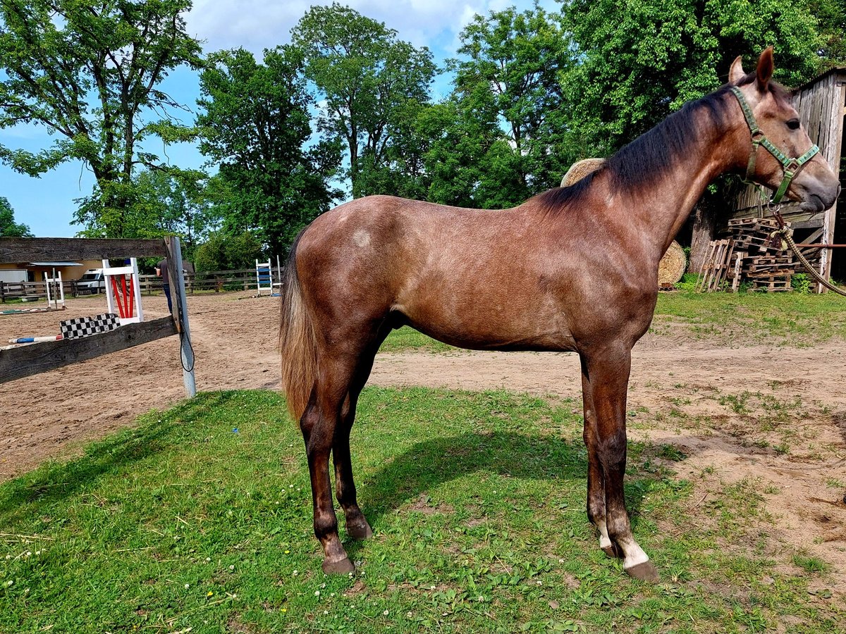 Polish Halfbred Stallion 1 year Gray in Trzebiat&#xF3;w