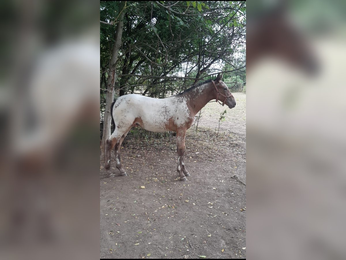 Polish Halfbred Stallion 1 year Leopard-Piebald in Kępa Nagnajewska