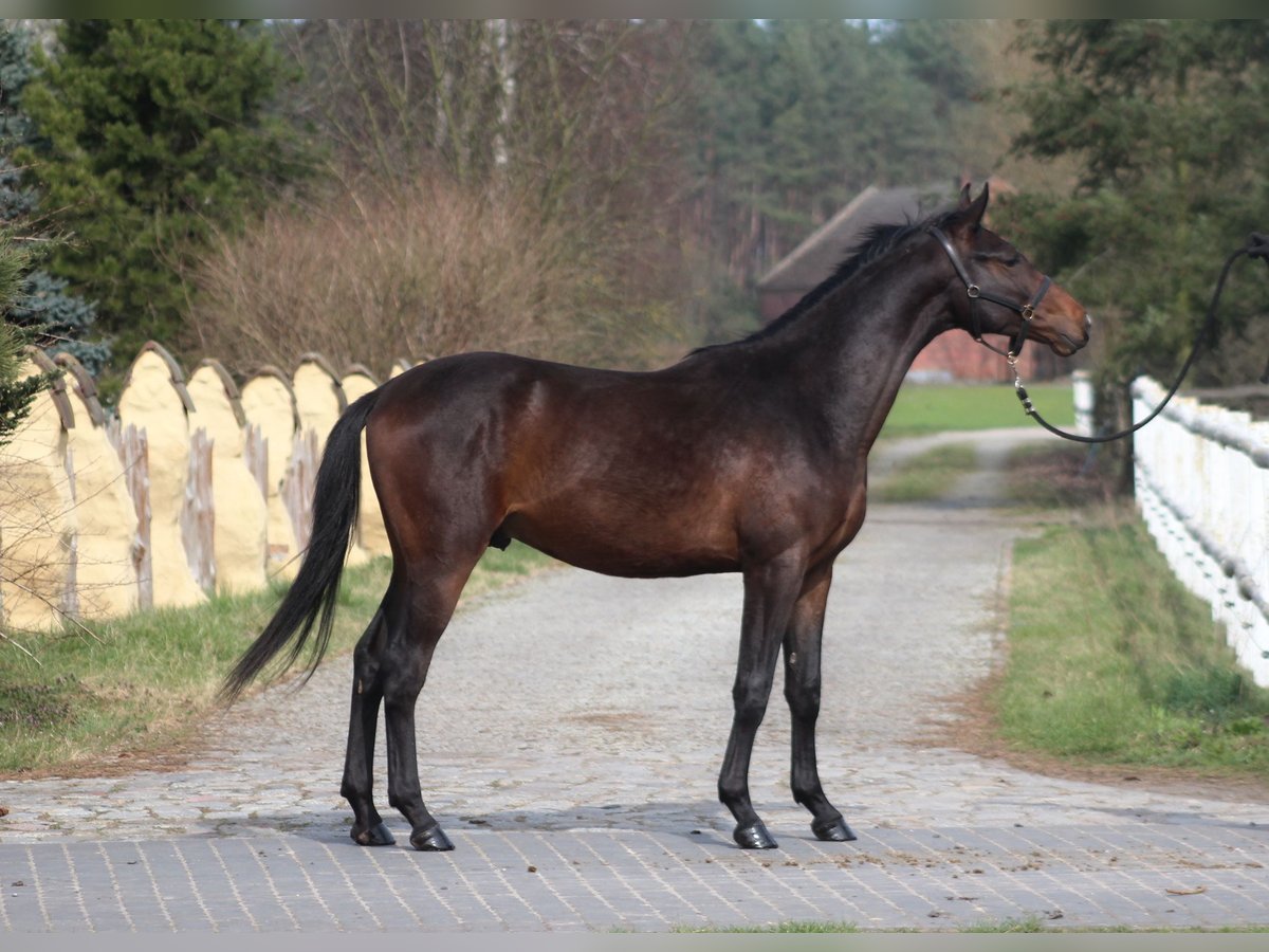 Polish Halfbred Stallion 2 years 16,2 hh Brown in Santok