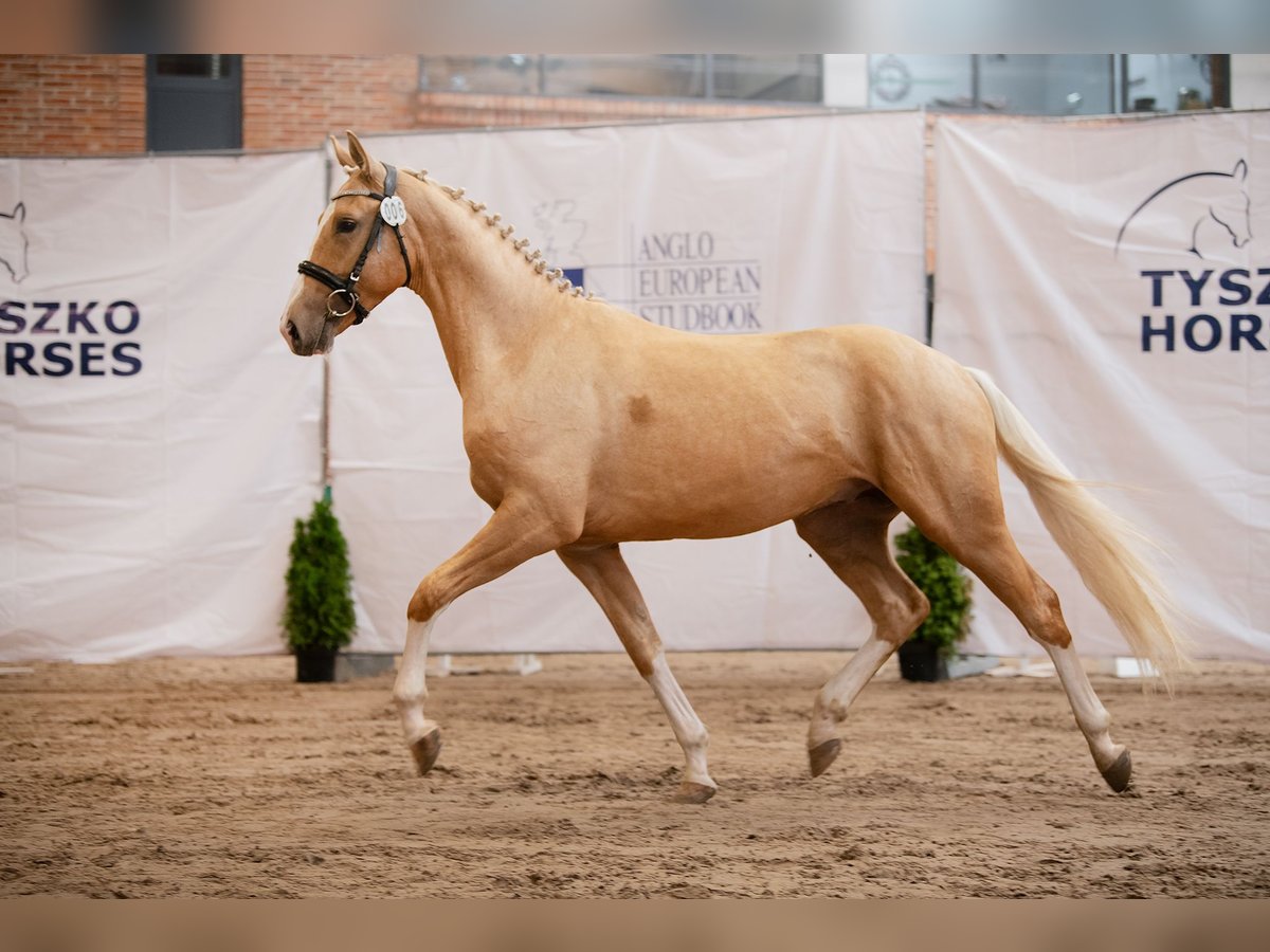 Polish Halfbred Stallion 2 years 16 hh Palomino in Kamieniec Wroc