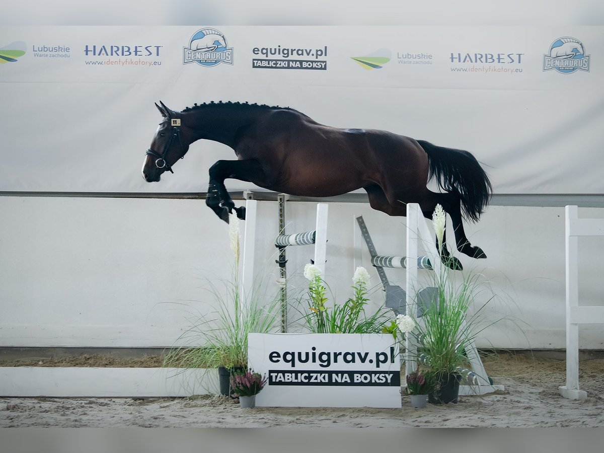 Polish Halfbred Stallion 2 years Bay-Dark in Budzice