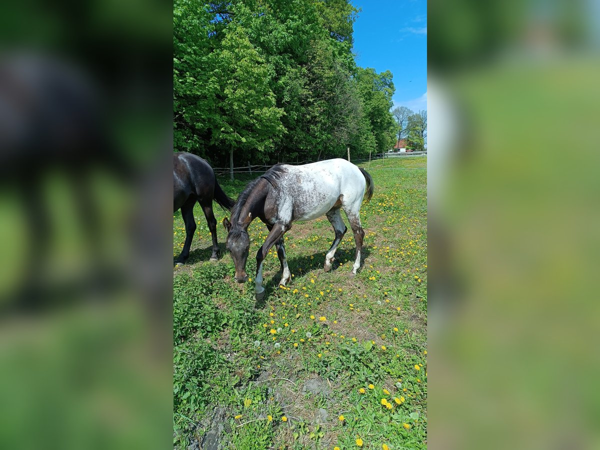 Polish Halfbred Stallion 3 years 15,2 hh Leopard-Piebald in Wielichowo