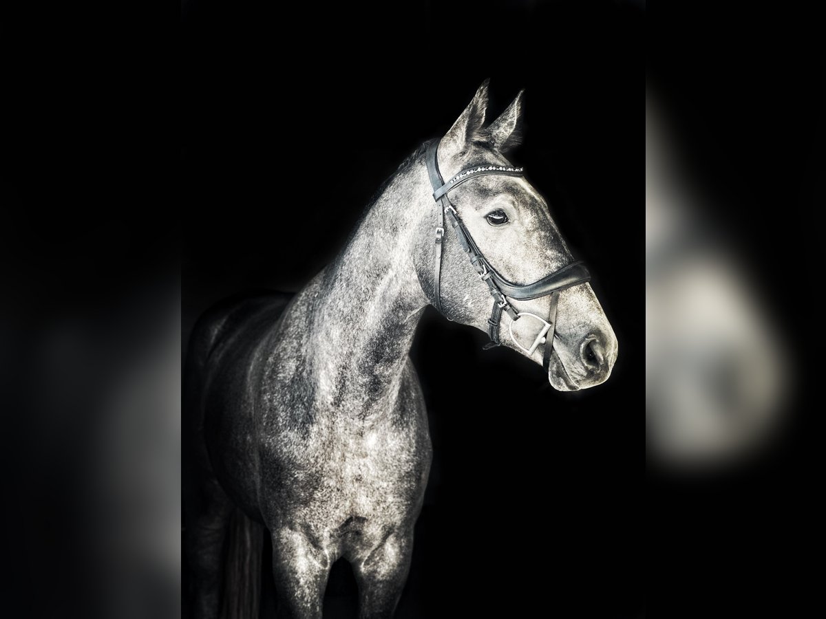 Polish Halfbred Stallion 3 years 16,2 hh Gray in Rempin