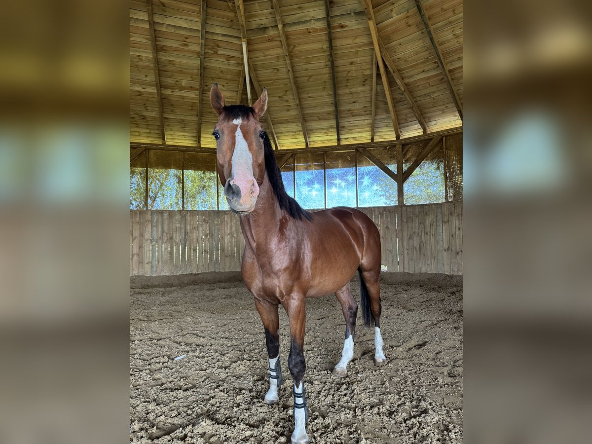 Polish Halfbred Stallion 3 years 16 hh Brown in Pruszków