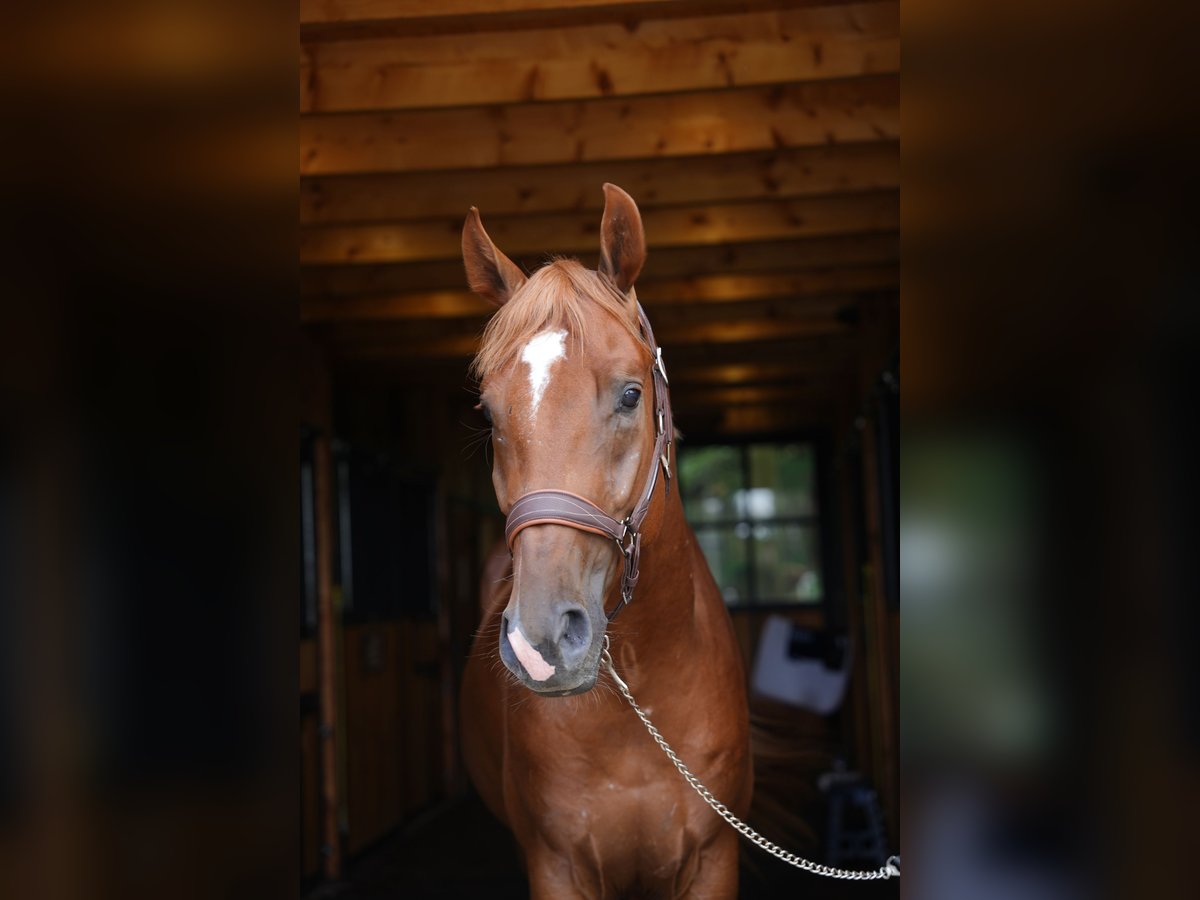 Polish Halfbred Stallion 3 years 16 hh Chestnut-Red in Koniak&#xF3;w