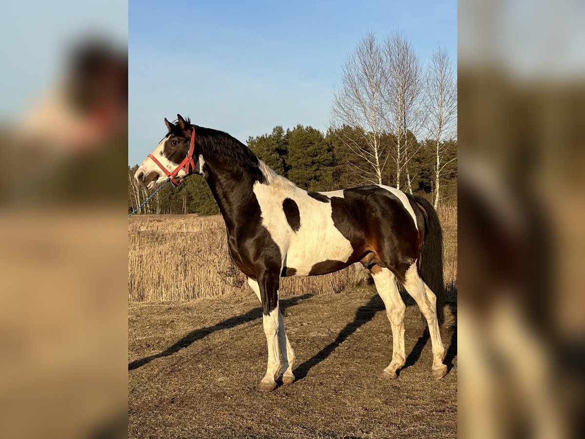 Polish Halfbred Stallion 4 years 16,1 hh Pinto in &#x17B;ytno