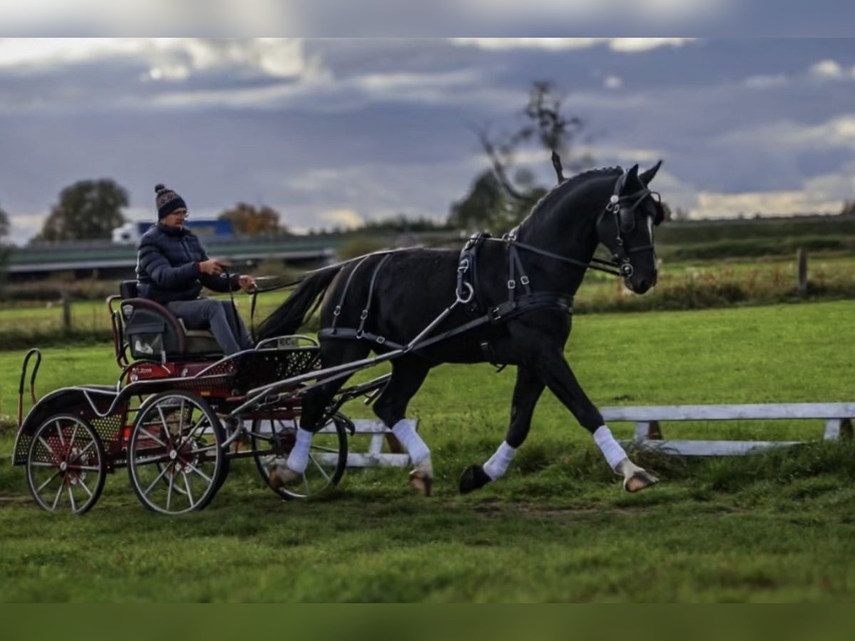 Polish Halfbred Stallion 8 years 16,1 hh Black in Rawicz