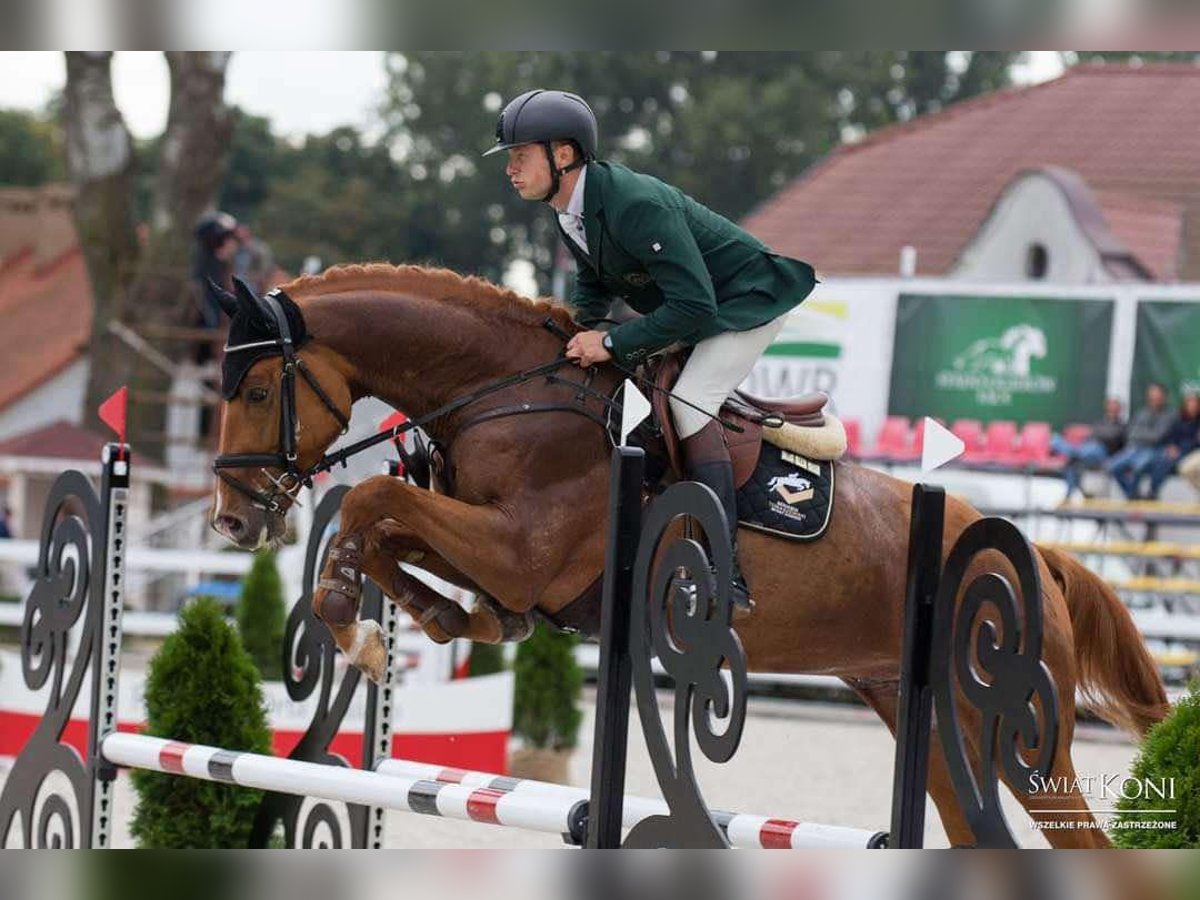 Polish Halfbred Stallion 8 years 17,1 hh Chestnut-Red in Stękiny