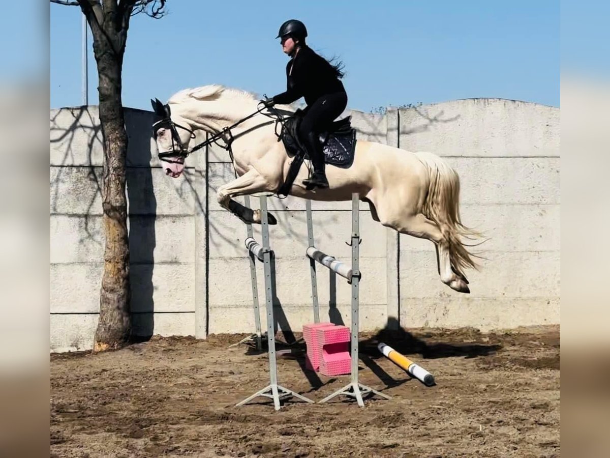 Polish Halfbred Stallion Cremello in Moisdon-La-Riviere