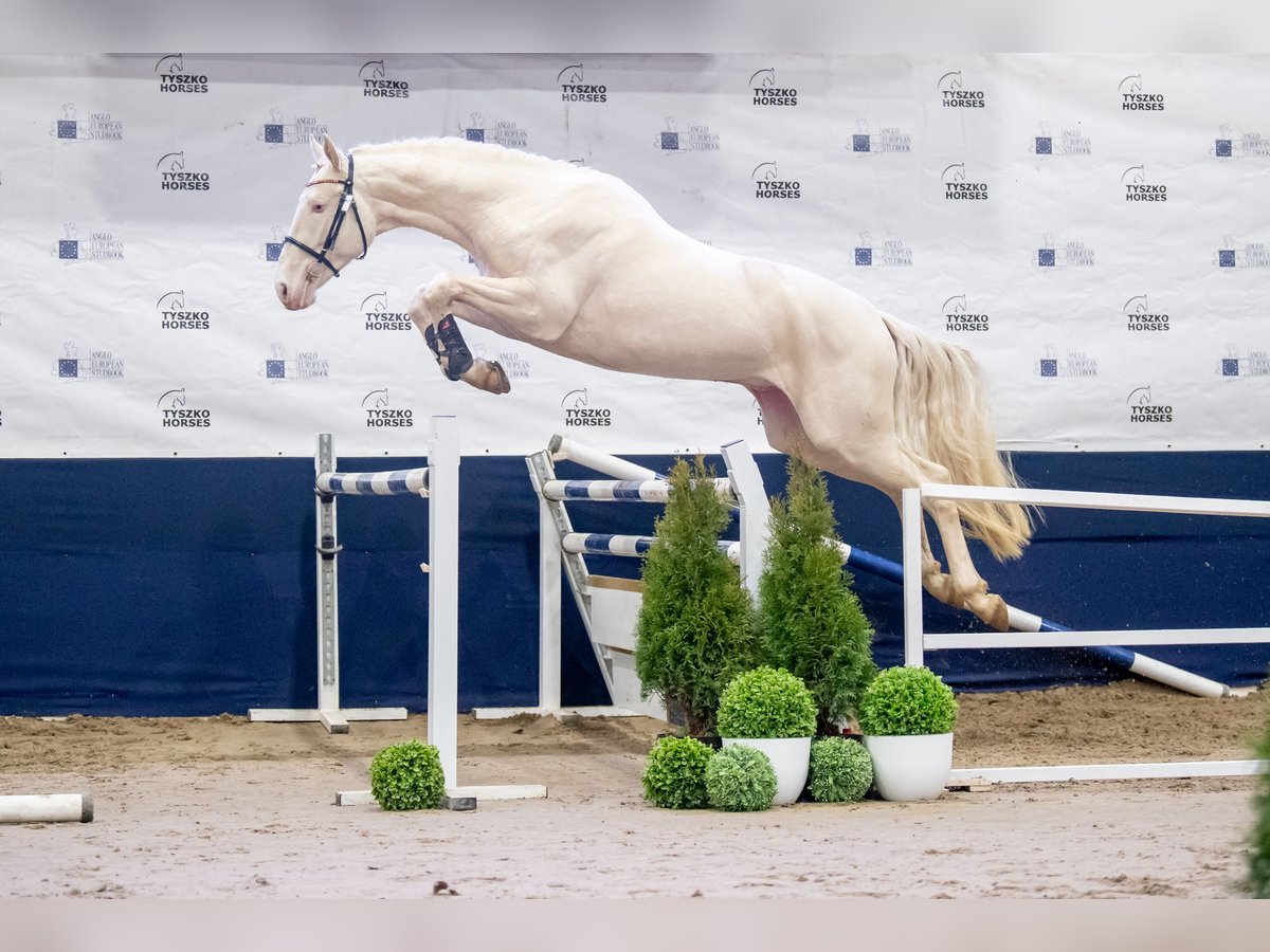 Polish Halfbred Stallion Cremello in Moisdon-La-Riviere