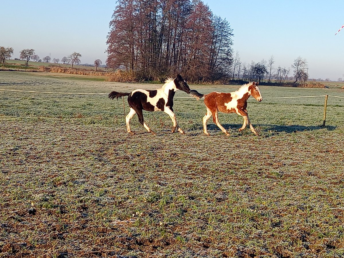 Polish Halfbred Mix Stallion Foal (04/2025) 14,2 hh Tobiano-all-colors in Ko&#x17A;min Wielkopolski