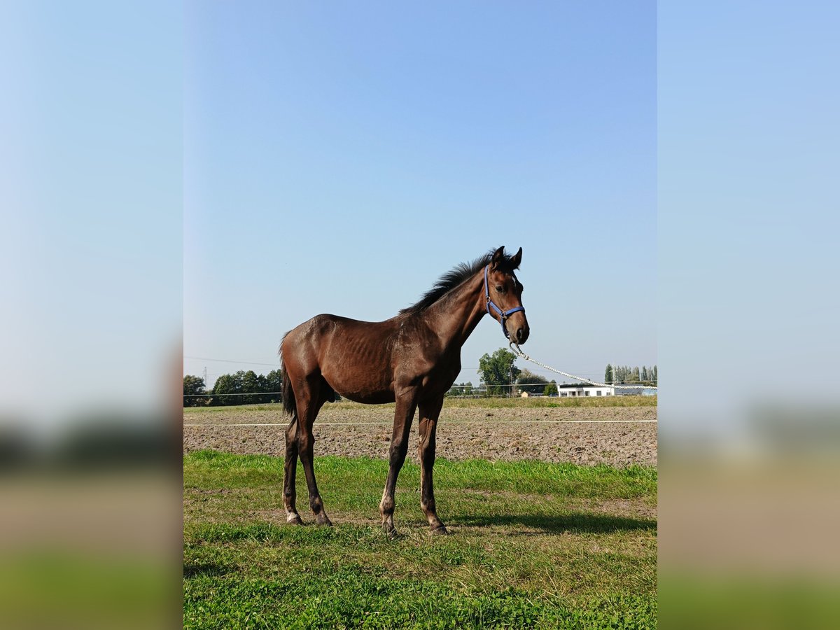 Polish Halfbred Stallion Foal (04/2024) 16,2 hh Brown in Wolsztyn