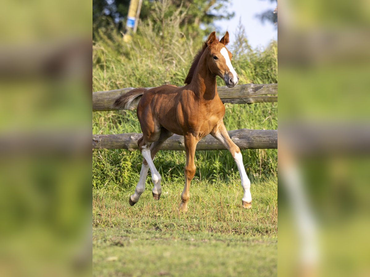 Polish Halfbred Stallion Foal (06/2024) 16 hh Chestnut-Red in GŁOGÓW