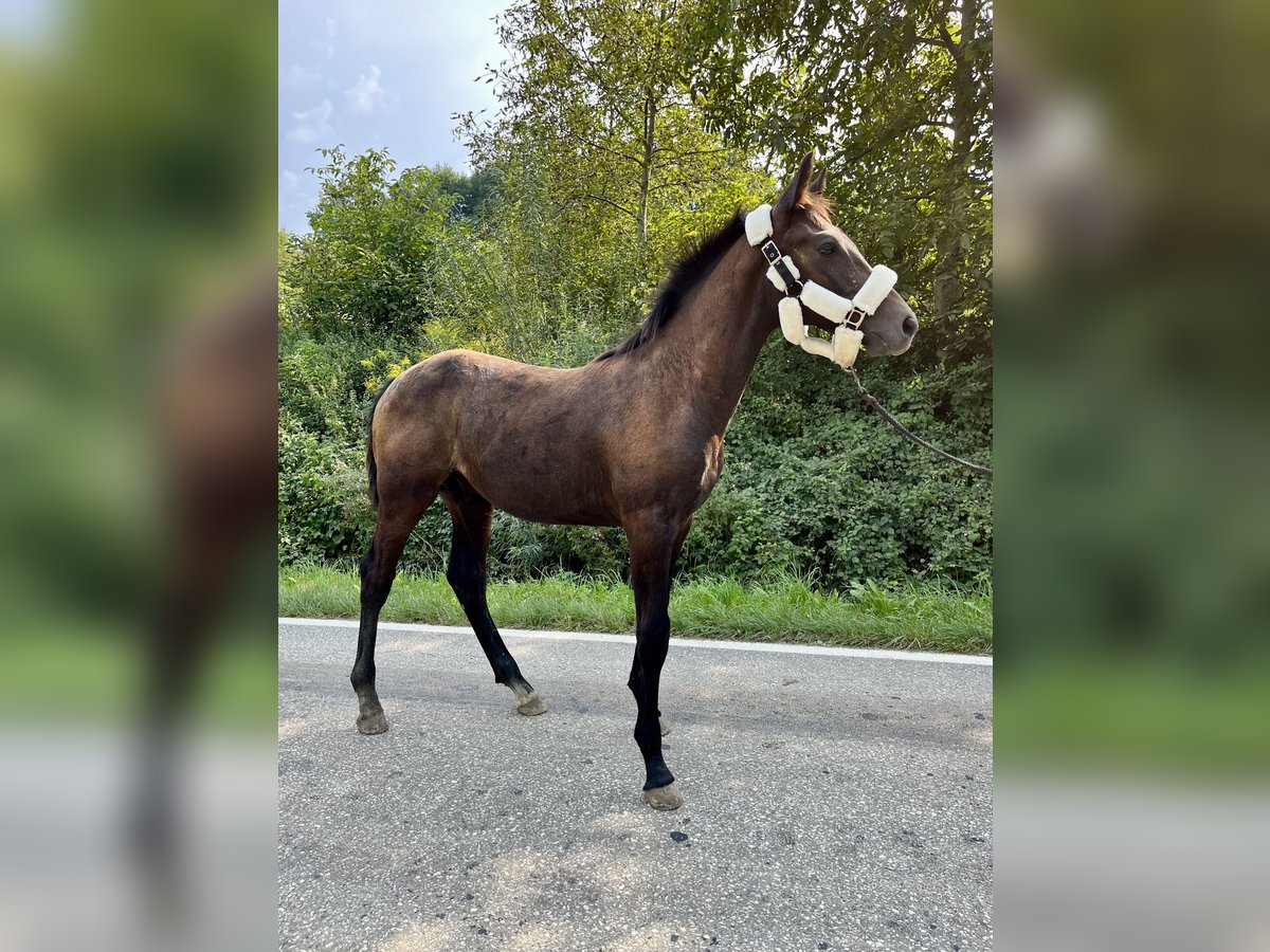 Polish Halfbred Stallion Foal (03/2024) 16 hh Gray in Wawrzeńczyce