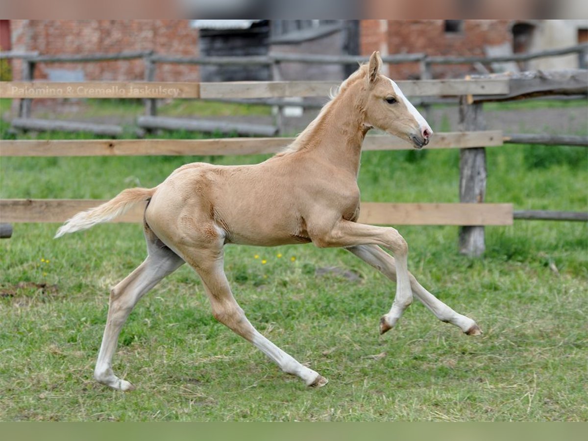 Polish Halfbred Stallion  16,1 hh Palomino in piecowice