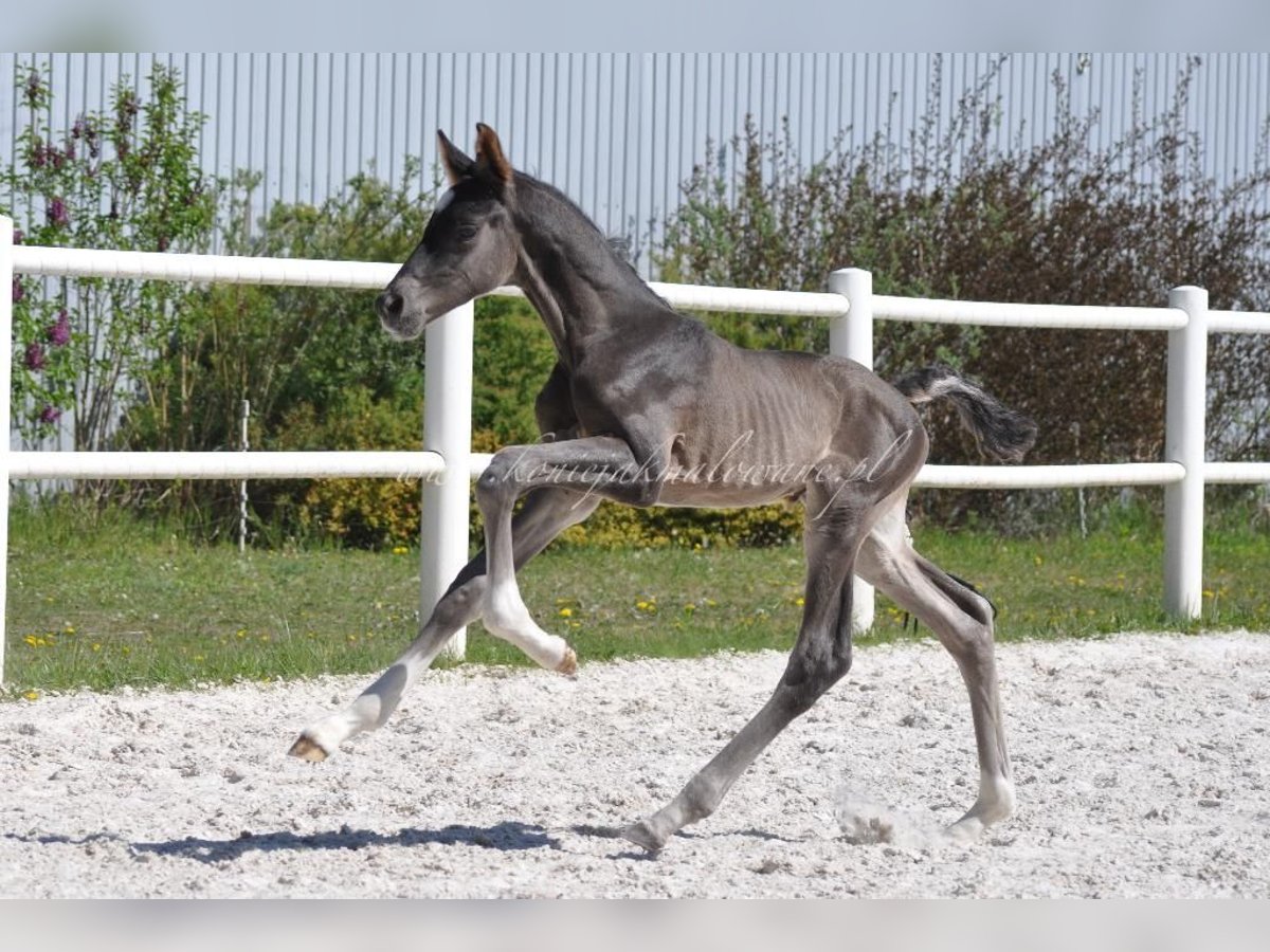 Polish Halfbred Stallion  Black in Pilchowo