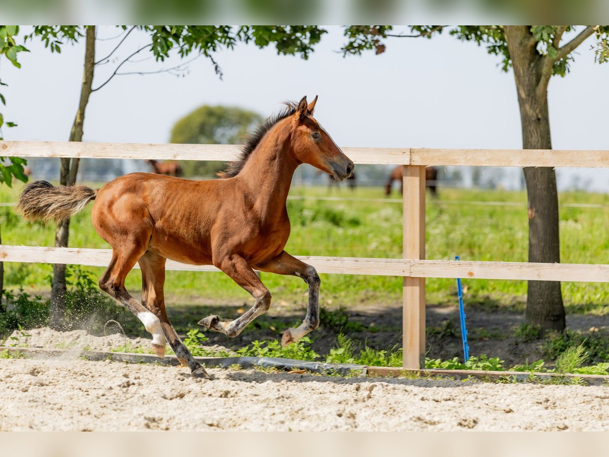 Polish Halfbred Stallion Foal (05/2025) in Stalewo