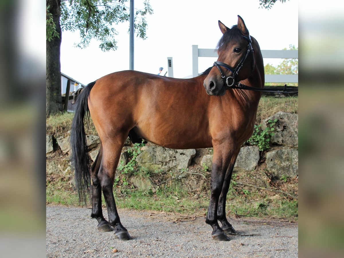 Polish riding pony Gelding 12 years Brown in Leinfelden-Echterdingen