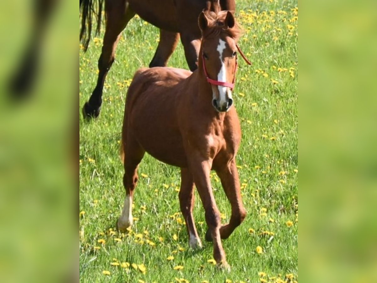 Polish riding pony Gelding 13 years 14,2 hh Chestnut-Red in Markersbach