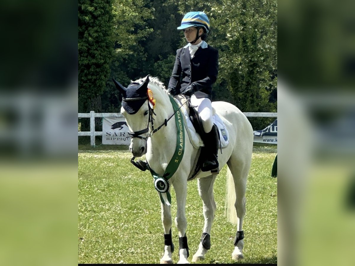 Polish riding pony Gelding 13 years 14,1 hh White in Parma