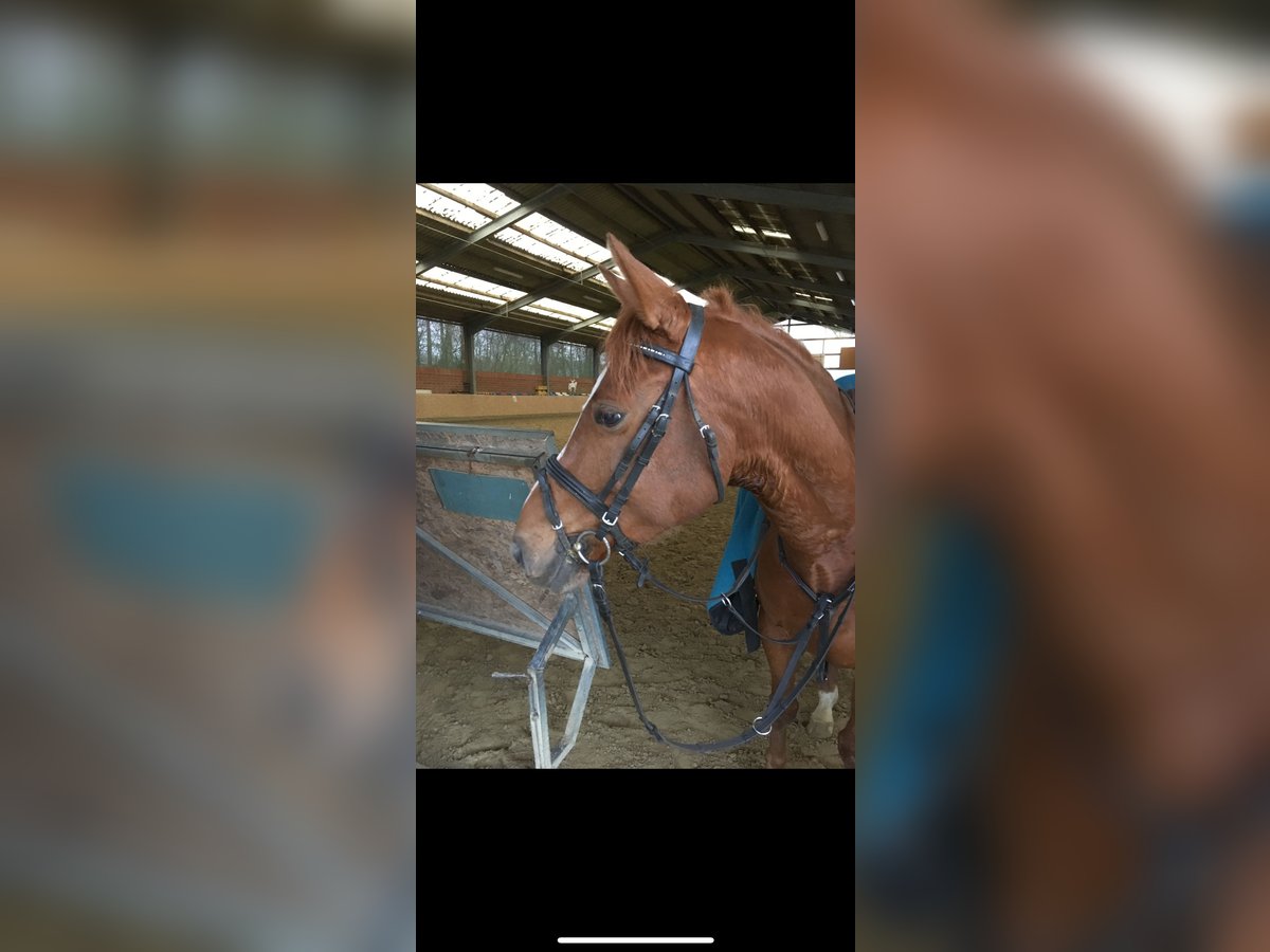 Polish riding pony Gelding 15 years 14,1 hh Chestnut-Red in Haltern am See