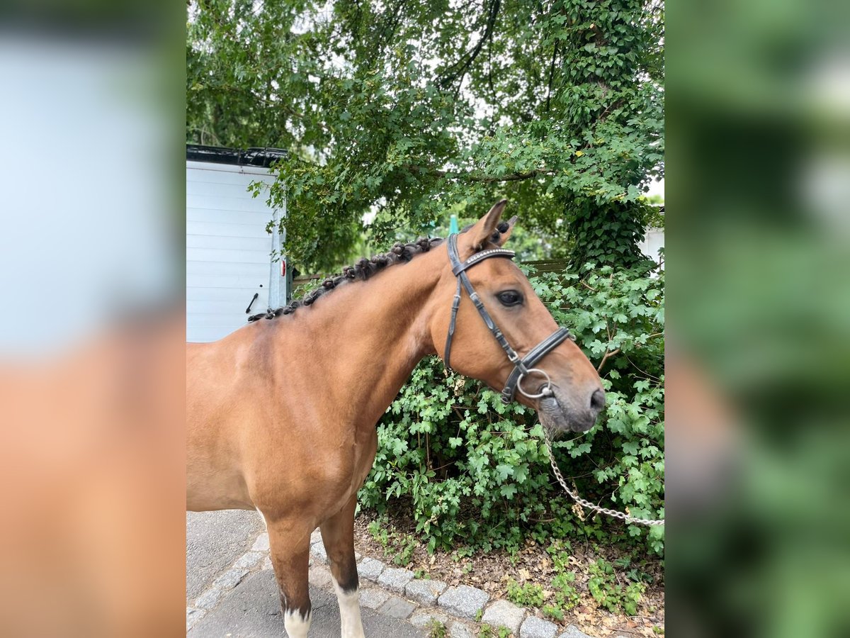 Polish riding pony Gelding 19 years 13,2 hh Brown in Hemsbach