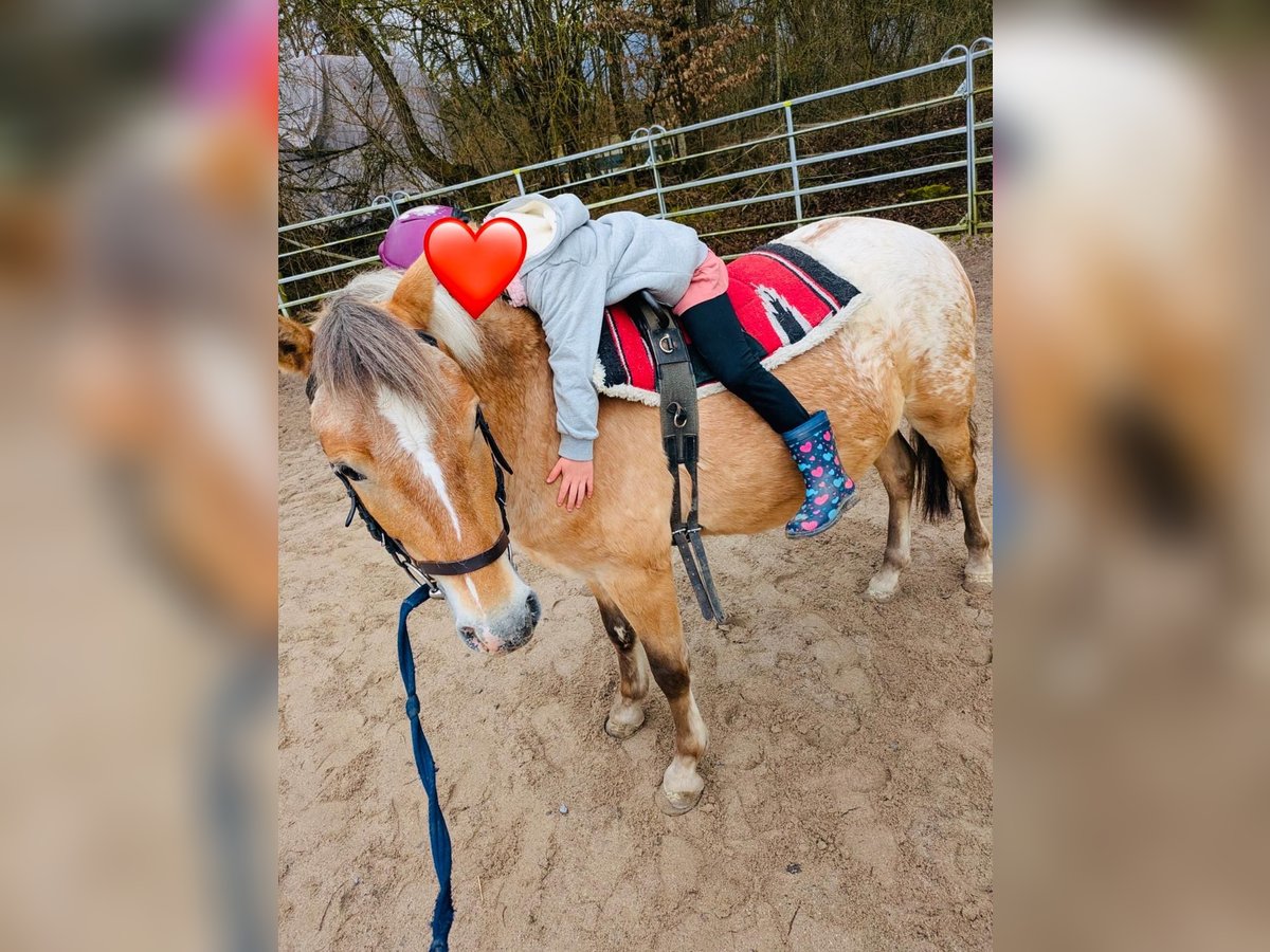 Polish riding pony Gelding 4 years 13 hh Overo-all-colors in Aidlingen