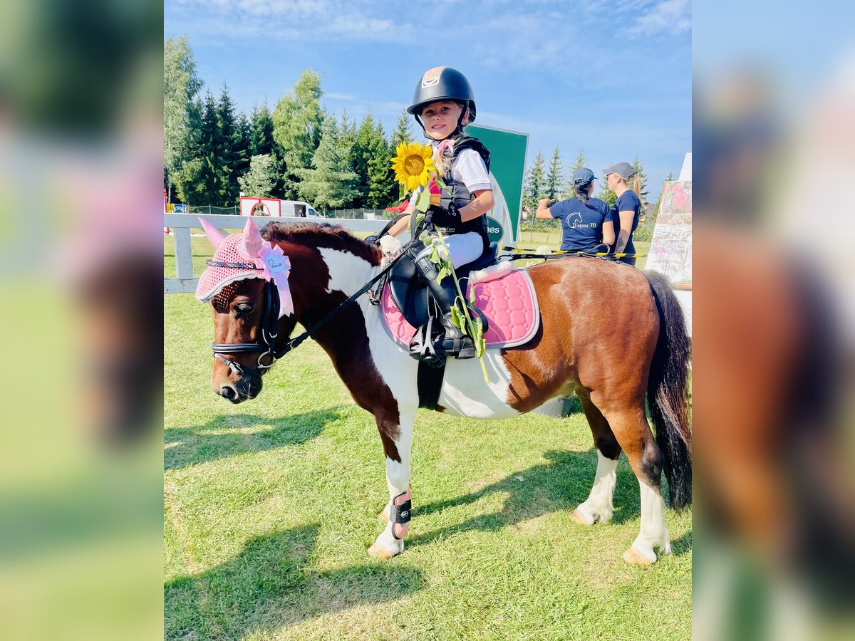 Polish riding pony Mix Gelding 9 years 10,1 hh in Grobiņa