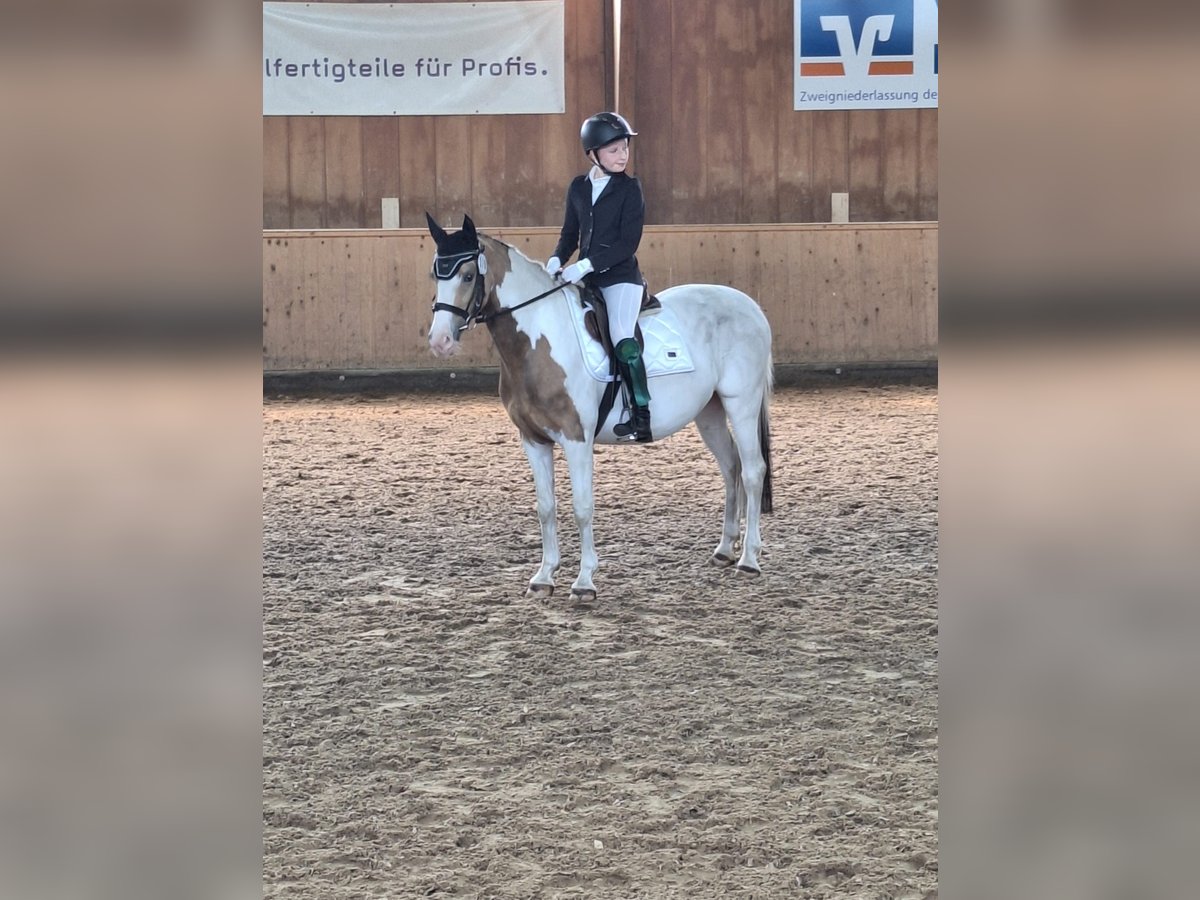 Polish riding pony Mare 10 years 13,2 hh Pinto in Hövelhof